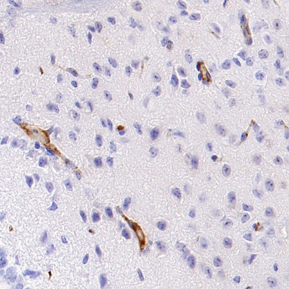 Mouse IL-6 Recombinant  mAb (S-1494-6)