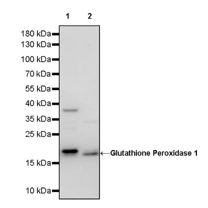 Glutathione Peroxidase 1 Recombinant Rabbit mAb (S-1714-17)