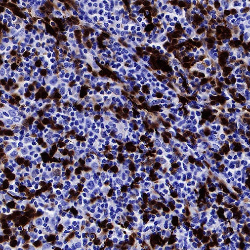 S-RMab® IDO1/Indoleamine 2,3-dioxygenase Recombinant Rabbit mAb (S-259-62)