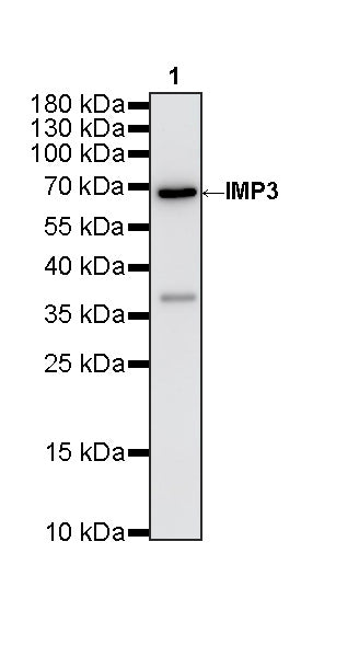 IMP3 Recombinant Rabbit mAb (S-6196)