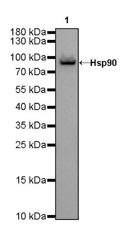 Goat anti-Mouse IgG(H+L), HRP