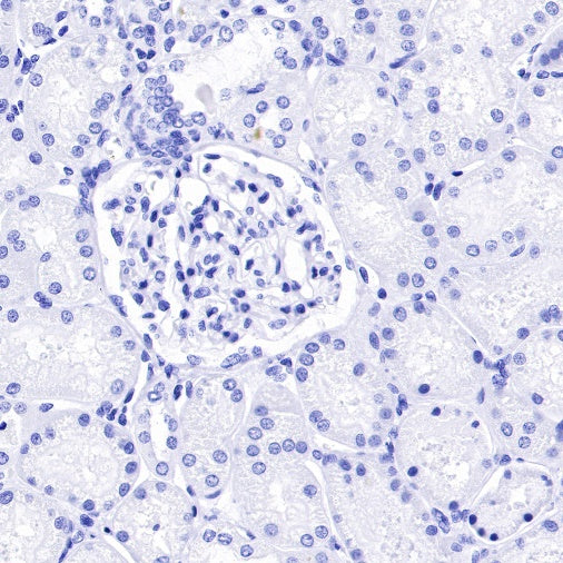 NeuN Recombinant Rabbit mAb (S-392-1)