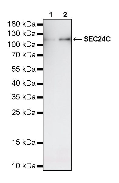SEC24C Rabbit Polyclonal Antibody