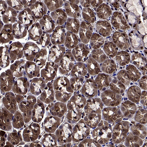Erk1/2 Recombinant Rabbit mAb (S-3178)