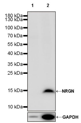 NRGN Recombinant Rabbit mAb (S-1624-60)