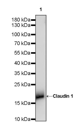 Claudin 1 Recombinant Rabbit mAb (SDT-1289-55)