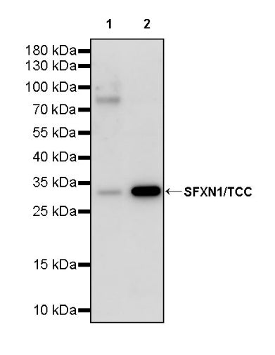 SFXN1/TCC Rabbit Polyclonal Antibody