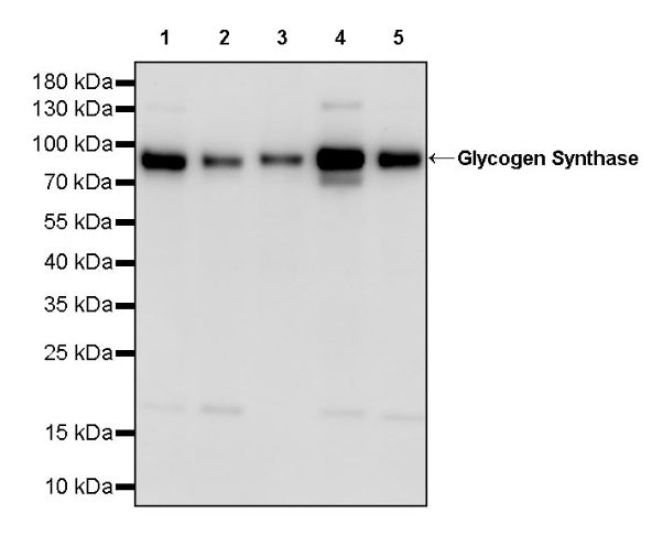 Glycogen Synthase Recombinant Rabbit mAb (S-2698-24)