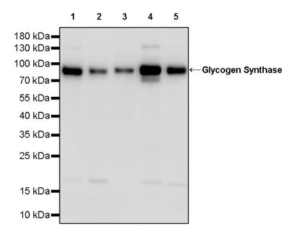 Glycogen Synthase Recombinant Rabbit mAb (S-2698-24)