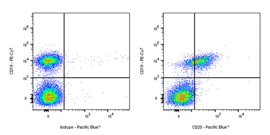 Pacific Blue Rat Anti-Mouse CD20 Antibody (S-R497)