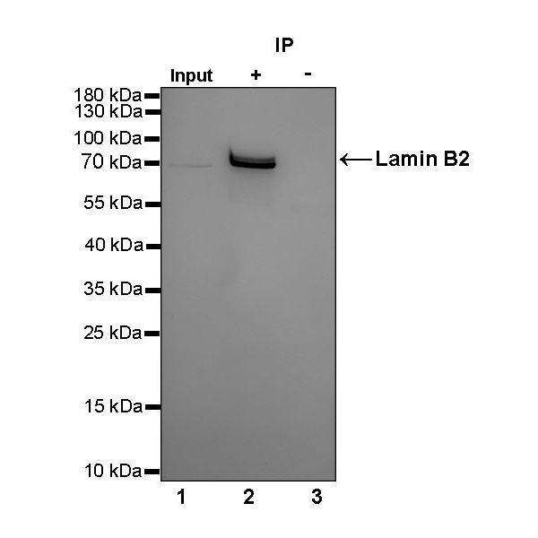 Product image media