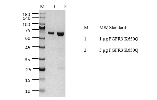 FGFR3[K650Q] Protein