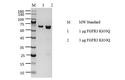 FGFR3[K650Q] Protein