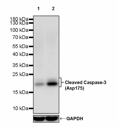 Cleaved Caspase-3 (Asp175) Recombinant Rabbit mAb (S-2817)