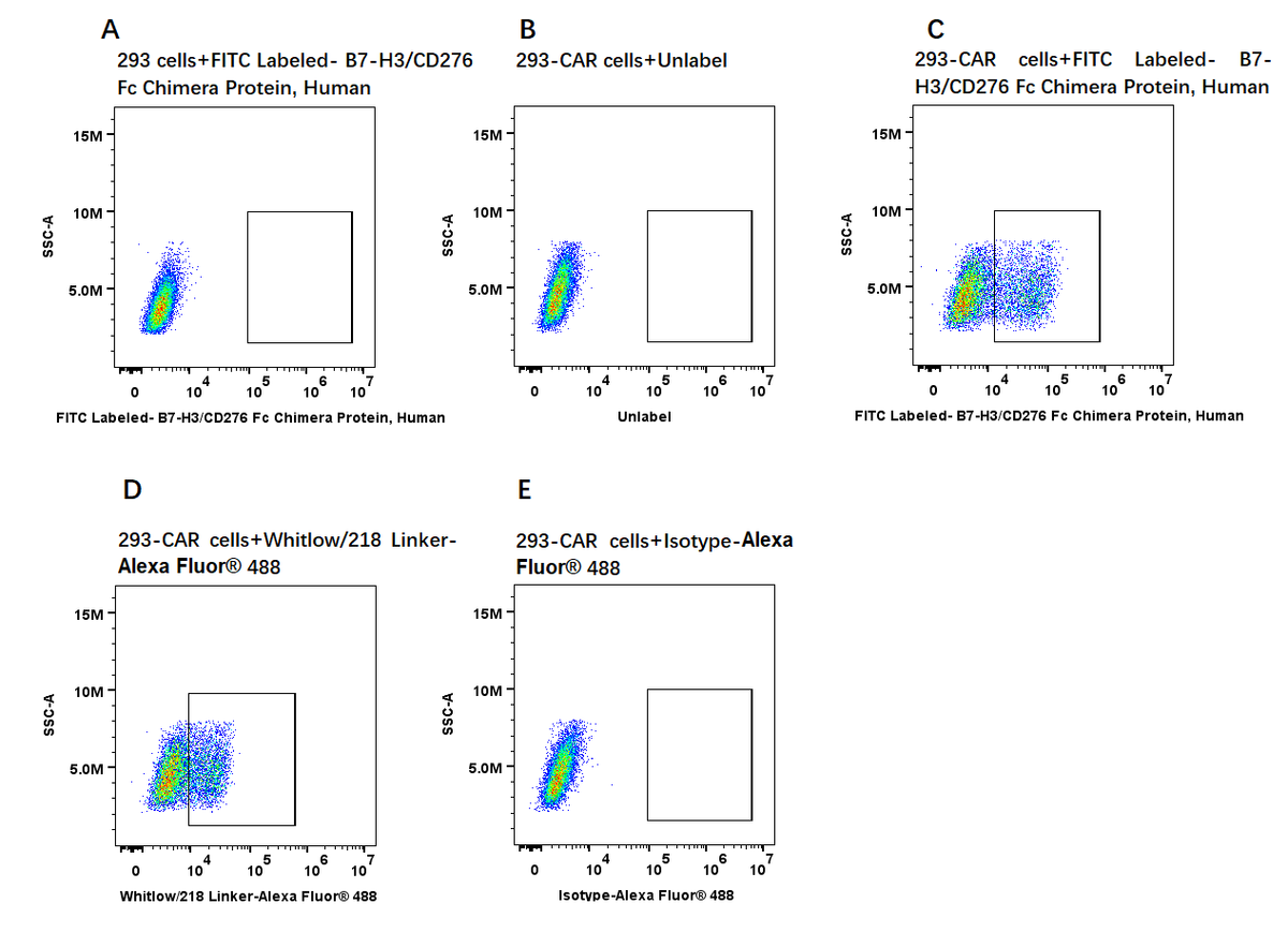 FITC-Labeled B7-H3/CD276 Fc Chimera Protein, Human