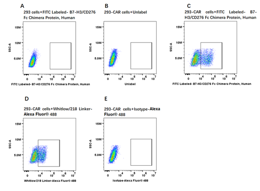 FITC-Labeled B7-H3/CD276 Fc Chimera Protein, Human
