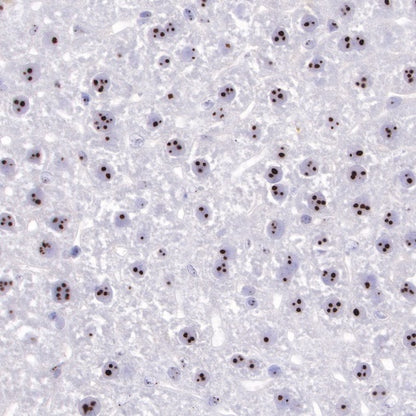 Nucleophosmin/NPM Recombinant Rabbit mAb (S-R231)