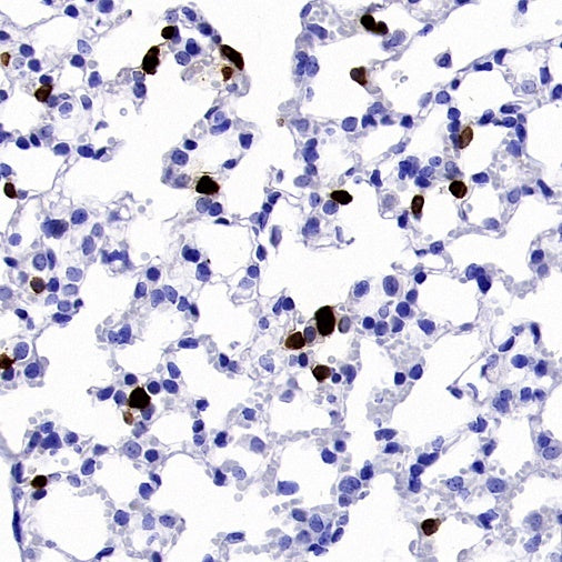 Ly6G Recombinant Rabbit mAb (S-2495-6)