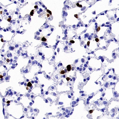 Ly6G Recombinant Rabbit mAb (S-2495-6)