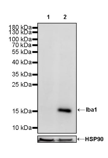 Iba1 Recombinant Rabbit mAb (S-484-18)