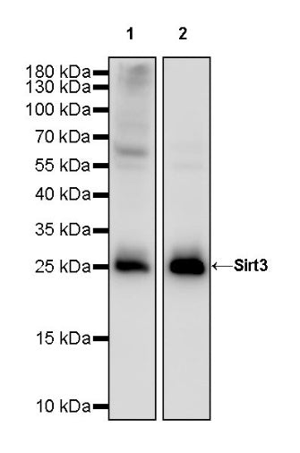 Sirt3 Recombinant Rabbit mAb (S-2004-6)