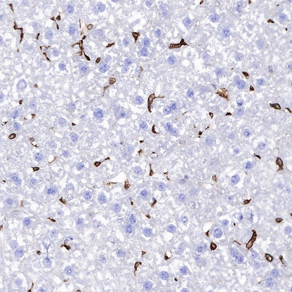 Heme Oxygenase 1 Recombinant Rabbit mAb (S-R334)