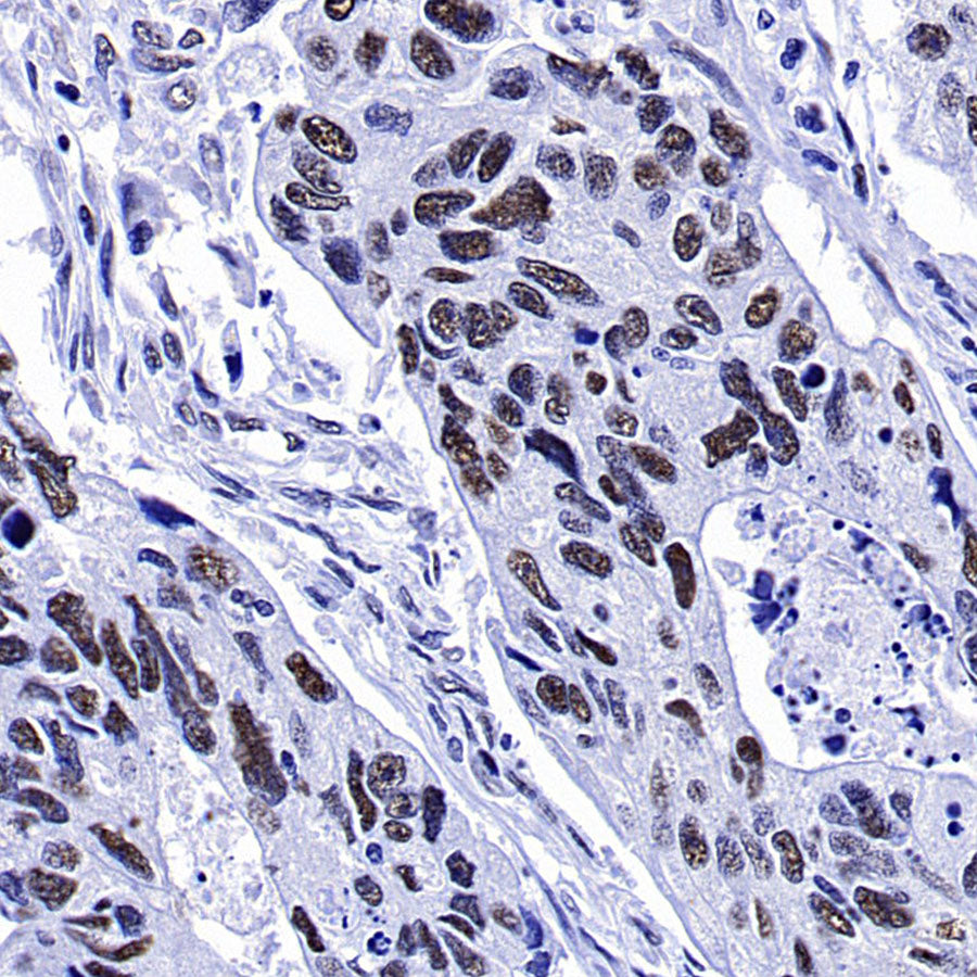 SC35 Recombinant Mouse mAb (S-5700)