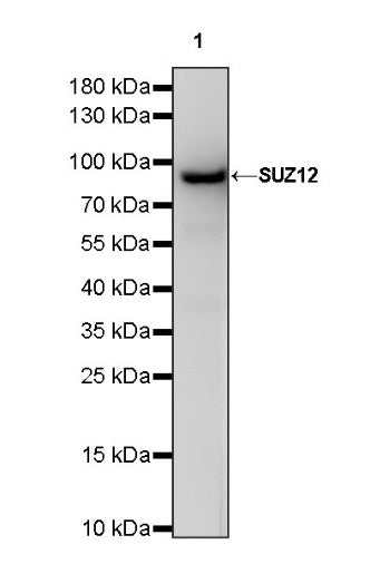 SUZ12 Recombinant Rabbit mAb (S-1689-3)