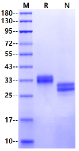 Biotinylated CXADR His & Avi Tag Protein, Mouse