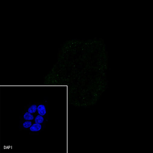MLH1 Recombinant Rabbit mAb (SDT-112-50-2)