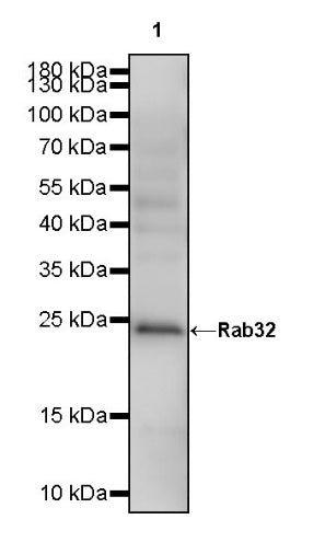 Rab32 Recombinant Rabbit mAb (S-1936-49)