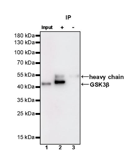 GSK3β Recombinant Rabbit mAb (S-1209-170)