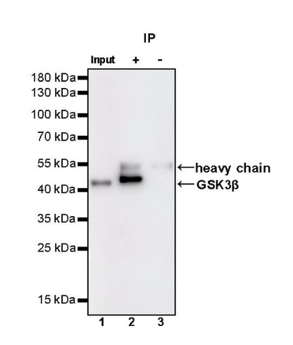 GSK3β Recombinant Rabbit mAb (S-1209-170)