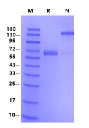 Biotinylated EpCAM/TROP1 Fc&Avi Tag Protein, Human