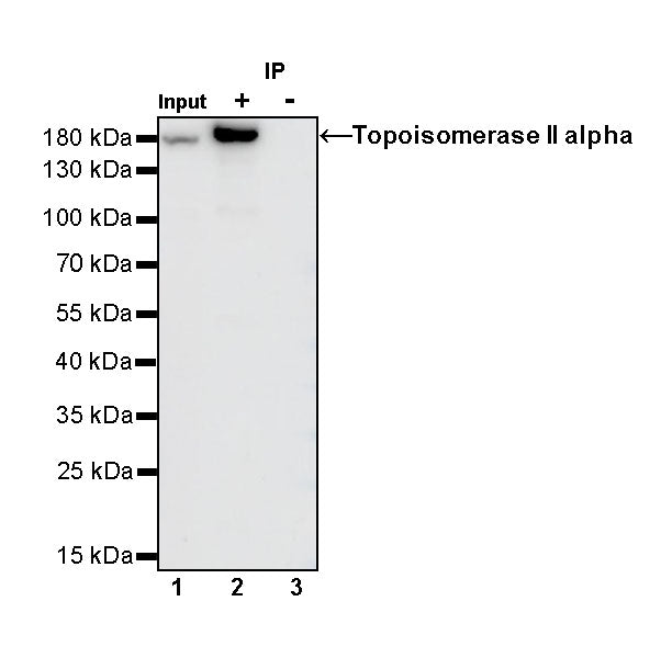 S-RMab®Rabbit mAb IgG Isotype Control (S-R058)