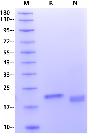 LIF Protein, Rat