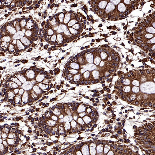 Calnexin Rabbit Polyclonal Antibody