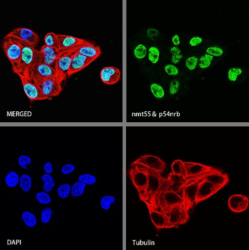 nmt55/p54nrb Recombinant Rabbit mAb (S-1745-48)