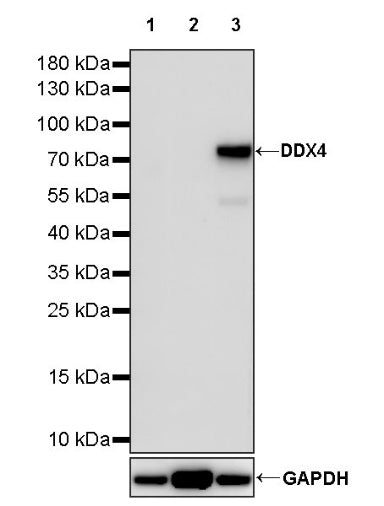 DDX4 Recombinant Rabbit mAb (S-1570-48)
