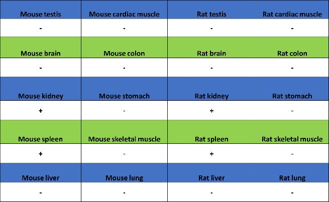 BCL-6 Recombinant Mouse mAb (S-R634)