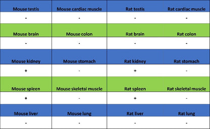 BCL-6 Recombinant Mouse mAb (S-R634)