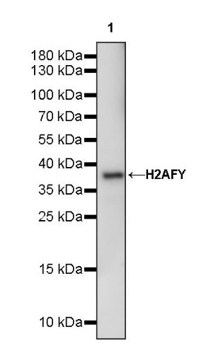 H2AFY Recombinant Rabbit mAb (S-1256-35)