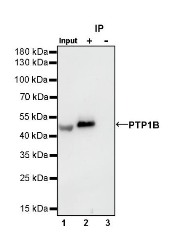 PTP1B Recombinant Rabbit mAb (S-R304)