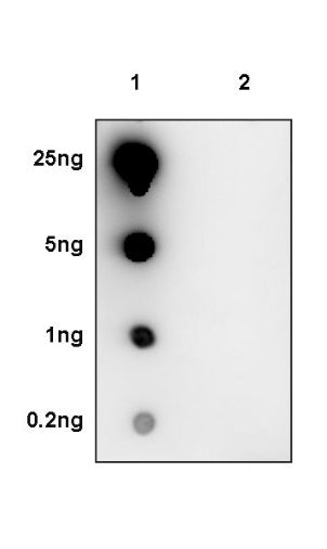 Histone H3 (acetyl K9) Recombinant Rabbit mAb (S-1704-76)