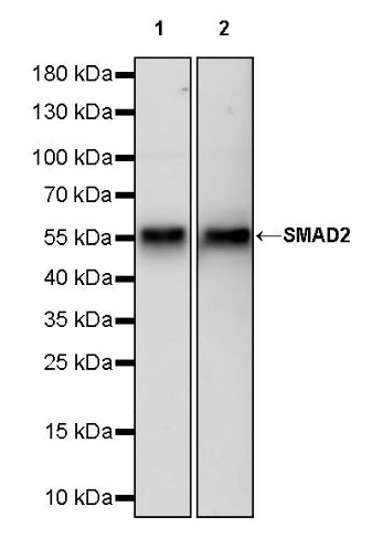 SMAD2 Recombinant Rabbit mAb (S-1521-177)