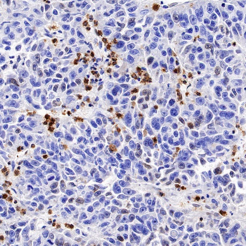 Granzyme A Rabbit Polyclonal Antibody