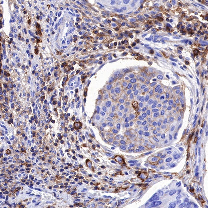 CD44 Recombinant Rabbit mAb (SDT-R107)
