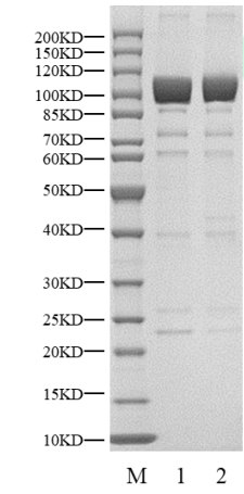PRKG2 GST Tag Protein, Human