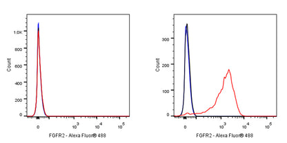 FGFR2 Recombinant Rabbit mAb (S-R239)