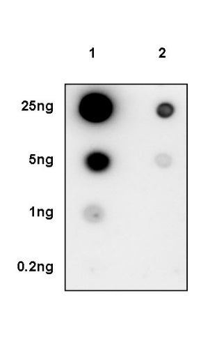 Phospho-IκBα (Ser32) Recombinant Rabbit mAb (S-1084-395)